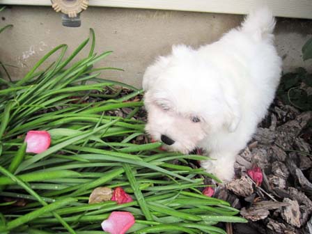 havanese-puppy-utah